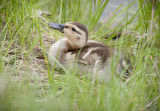 20110602_Inglewood_0005.jpg