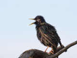 20110603_Inglewood_0050.jpg
