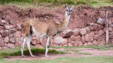 20120519_Cuzco_0062.jpg