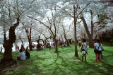 Old grove of Cherry Trees