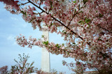 Cherry Blossoms, 2012