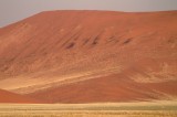 Springbok in foreground