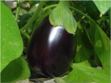 Eggplant 11