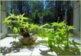 Sweet Potato Flowering