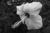 PoetryEnkindle3