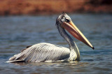 Pelecanus rufescens, Pink-backed Pelican