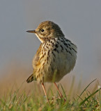 Anthus pratensis, Meadow Pipit