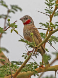 Amadina fasciata, Cut-throat Finch, male