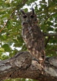 Vermiculated Eagle-owl, Bubo cinerascens