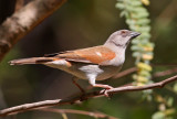 Grey-headed Sparrow, Passer griseus