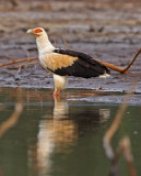 Gypohierax angolensis, Palm-nut Vulture