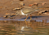 Actitis hypoleucos, Common Sandpiper