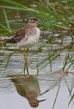 Tringa glareola, Wood Sandpiper