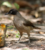 Turdoides reinwardii, Blackcap Babbler
