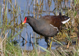 Gallinula chloropus, Common Moorhen