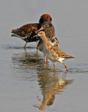 Calidris pugnax, Ruff