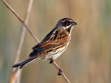 Emberiza schoeniclus, Reed Bunting, female