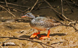 African Finfoot, Podica senegalensis