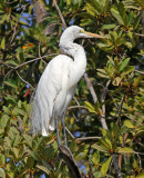 Western Great Egret, Ardea alba
