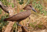 Hamerkop, Scopus umbretta