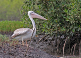 Pelecanus rufescens, Pink-backed Pelican