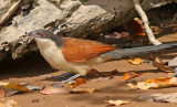Centropus senegalensis, Senegal Coucal