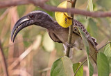 Tockus nasutus, African Grey Hornbill, male