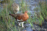 YN6Y2989-copy.jpg