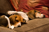 Spike 2010-218.jpg