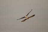 _MG_1078-Edit.jpg