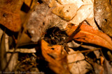 Australia-460.jpg