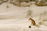 Australia-741.jpg