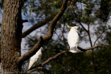 Australia-1214.jpg