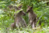 Australia-1266.jpg