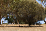 Australia-1883.jpg