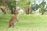 Australia-2014.jpg