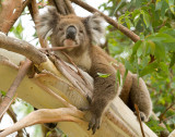 Australia-2104.jpg