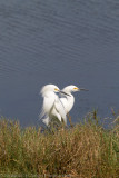 Merrick Island-10.jpg