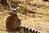 Madagascar-2328.jpg