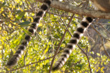 Madagascar-2365.jpg