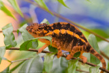 Madagascar-1047.jpg