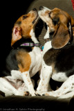 Spike 2011-33.jpg