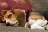 Violet 2011-46.jpg