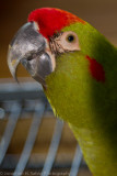 Phoenix 2011-11.jpg