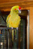 Phoenix 2011-15.jpg