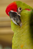 Phoenix 2011-8.jpg