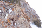 Yellowstone-2960.jpg