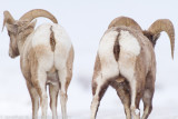 Yellowstone-3005.jpg