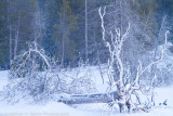 Yellowstone-2055.jpg