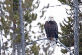 Yellowstone-2652.jpg
